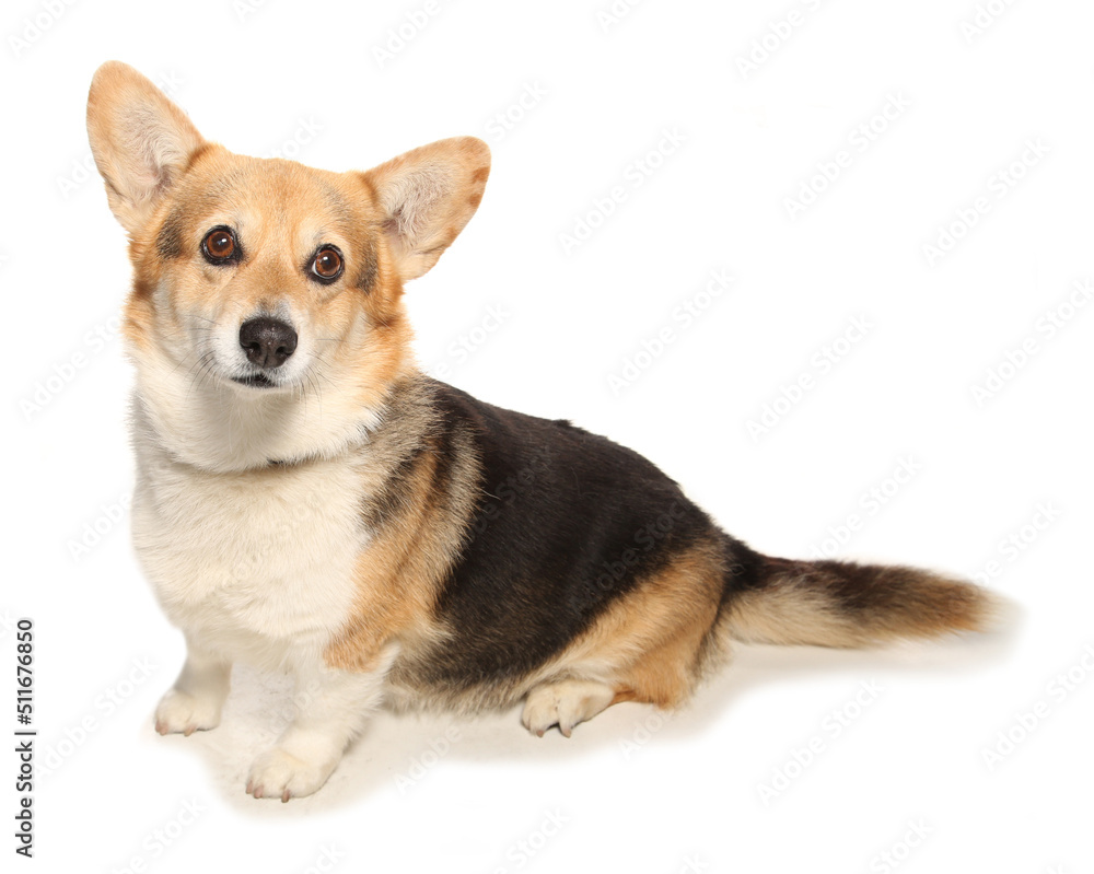 Pembrokeshire Welsh Corgi dog sitting side on in a studio isolated on a white background