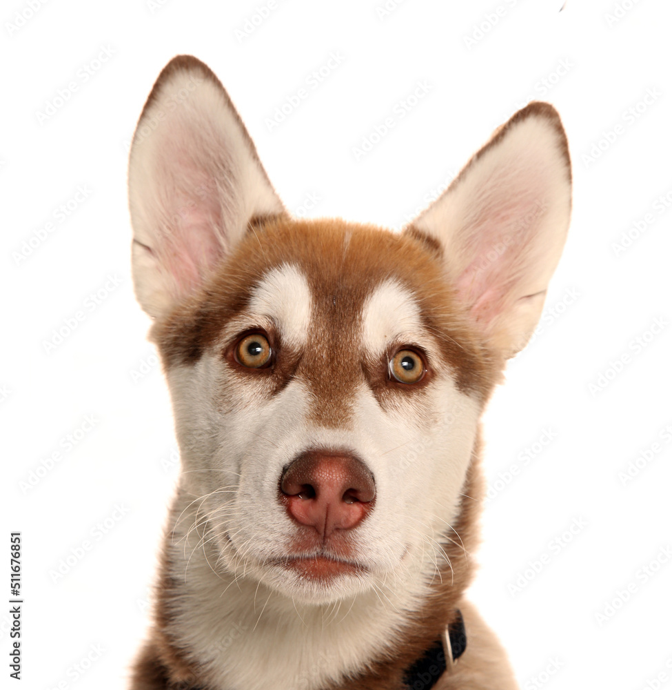 Siberian husky puppy dog isolated on a white background
