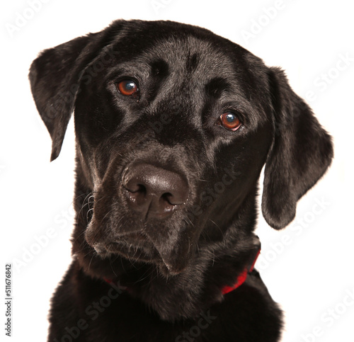 Black labrador retriever dog portrait isolated on a white background