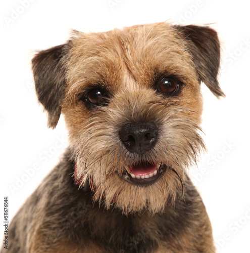 Canvas Print Border terrier dog portrait isolated on a white background