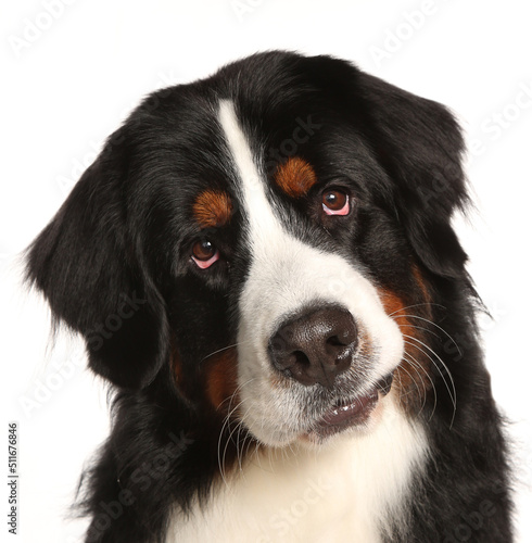 Photography Burnese mountain dog portrait isolated on a white background