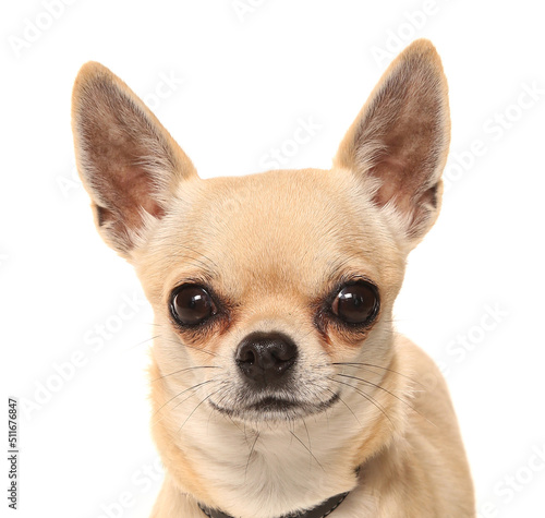 Chihuahua dog portrait isolated on a white background © Chris Brignell