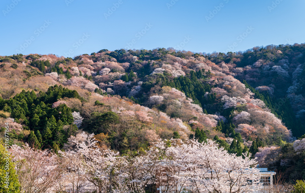 福井県若狭　神子の山桜