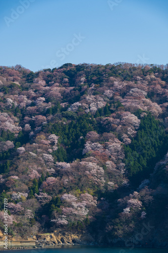 福井県若狭 神子の山桜