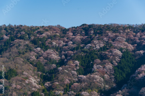 福井県若狭 神子の山桜