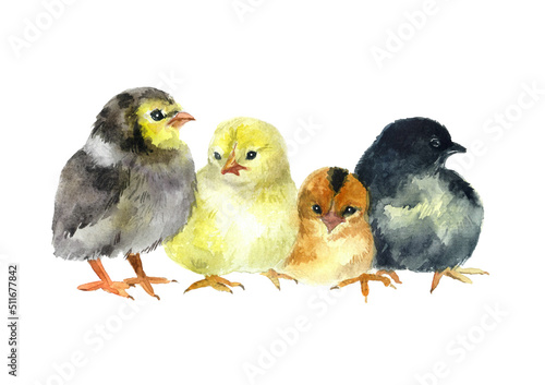 Canvas Print Watercolor chickens on the white background