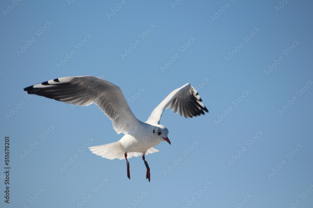 Möwe im Flug vor blauem Himmel Möwe im Flug vor blauem Himmel