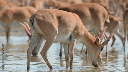 Wild saiga antelope or Saiga tatarica drinks in steppe. 4K
