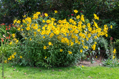 Group of yellow Daises in East Grinstead