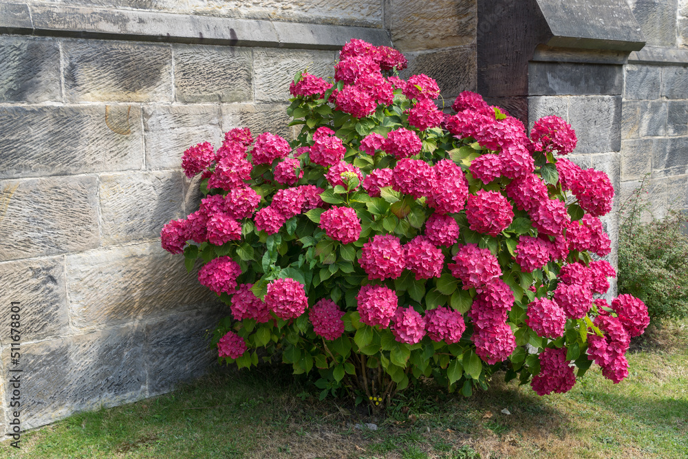 Naklejka premium Red Hydrangea in full bloom