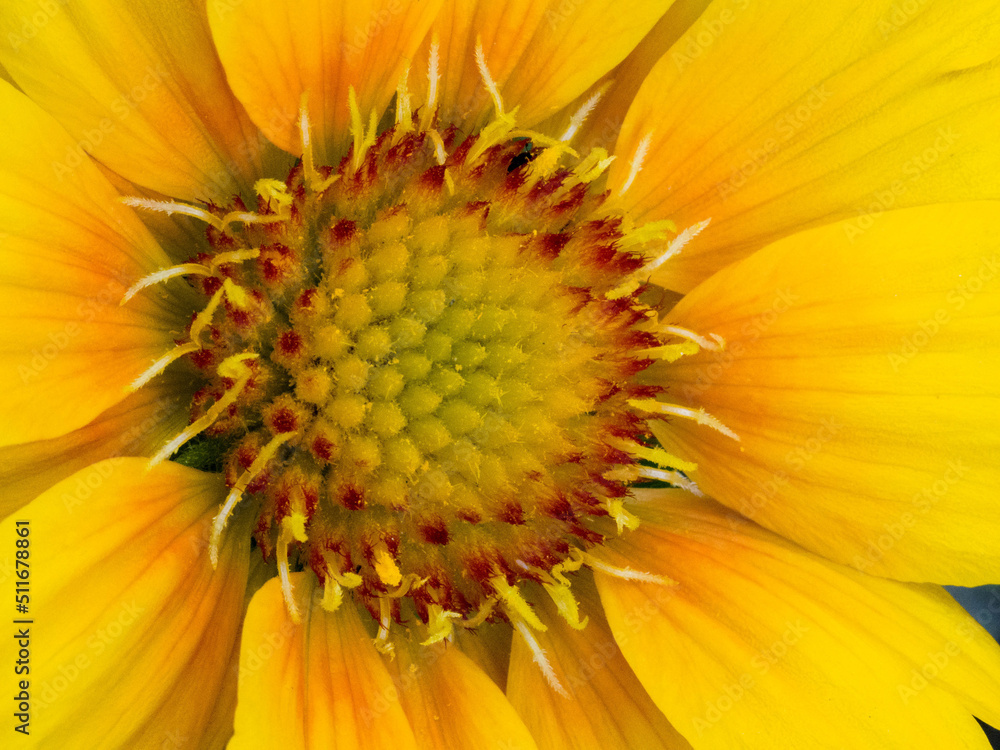 Yellow daisy flower Yellow daisy flower
