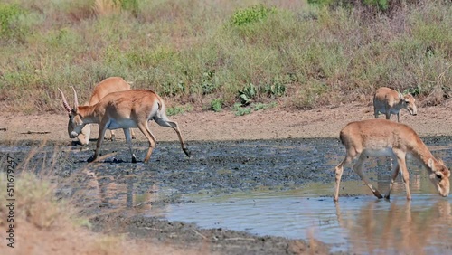 Wild saiga antelope or Saiga tatarica drinks in steppe. 4K
