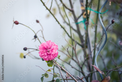 Kleine rosa Rose an winterlichem Strauch