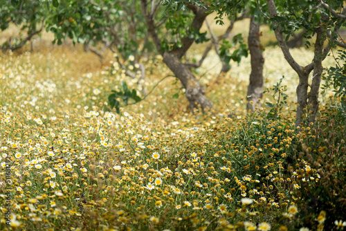 Wild camomile growing unchecked in an old olive grove photo