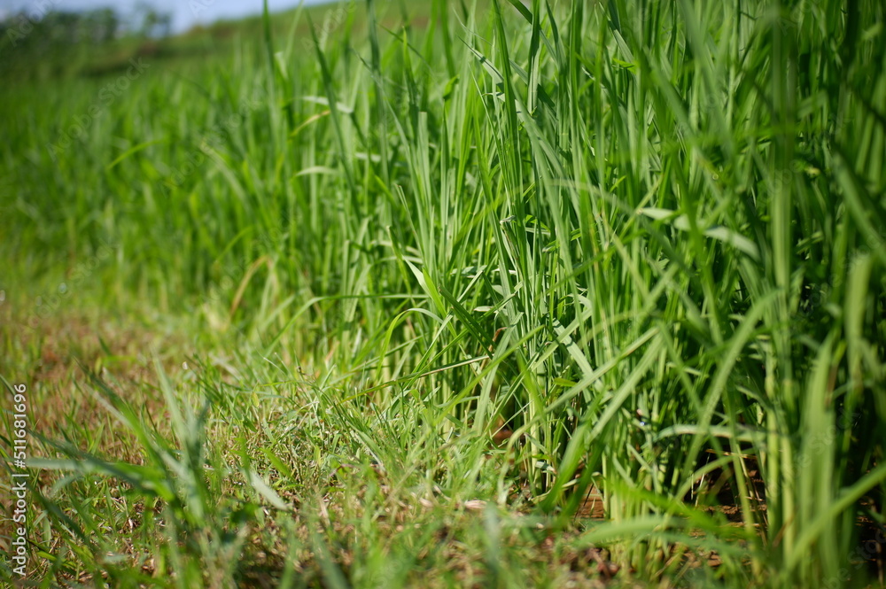 green grass background, oriza sativa plant or rice field or green plant or tanaman padi di sawah milik petani indonesia green grass background, oriza sativa plant or rice field or green plant or tanaman padi di sawah milik petani indonesia