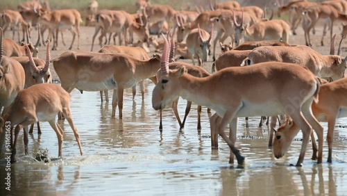 Wild saiga antelope or Saiga tatarica drinks in steppe. 4K