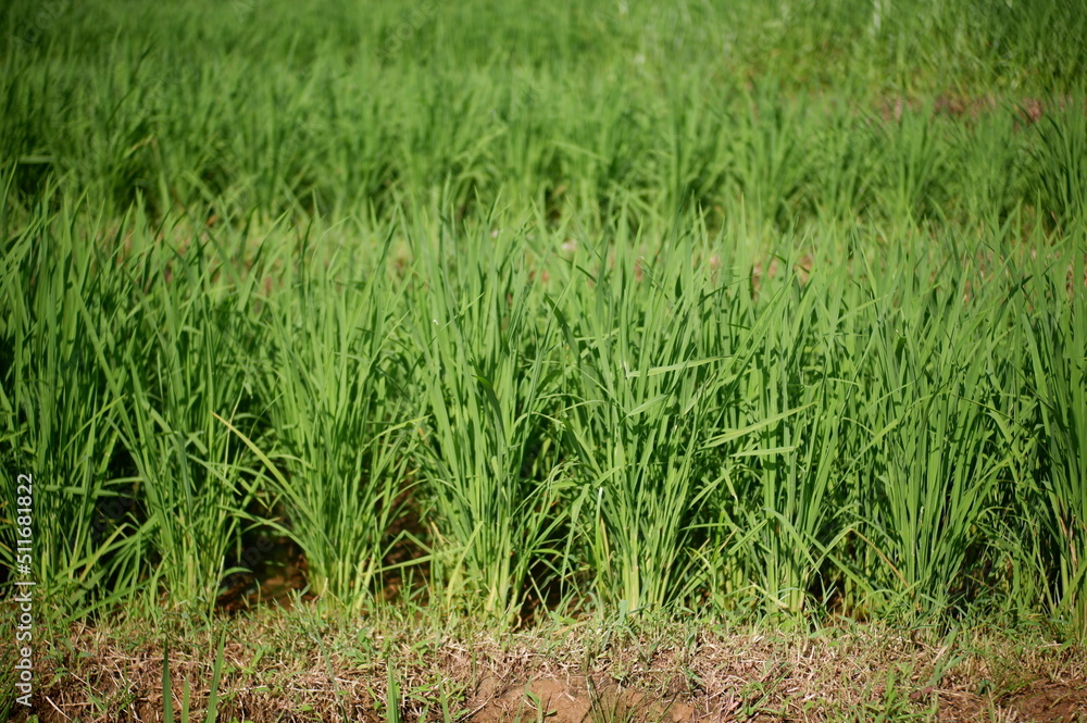 green rice field, oriza sativa plant or rice field or green plant or tanaman padi di sawah milik petani indonesia green rice field, oriza sativa plant or rice field or green plant or tanaman padi di sawah milik petani indonesia