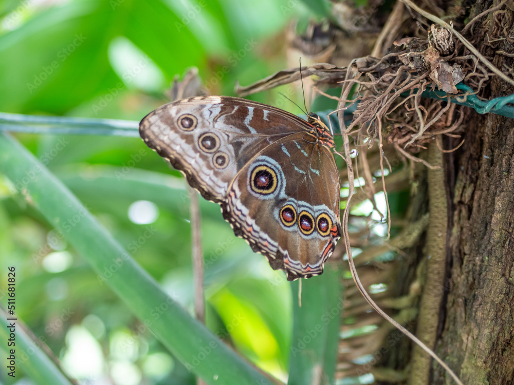 Fototapeta premium Blue Morpho menelaus on a plant