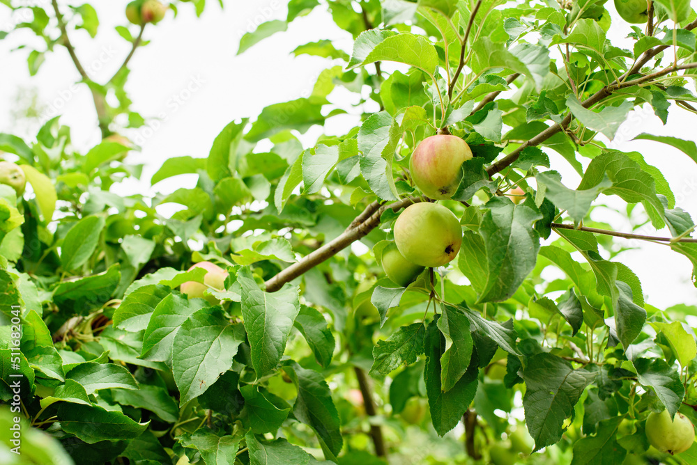 red apples on a tree in garden. Apple harvest. Copy space Organic Fruits in Orchard. Harvest Concept.