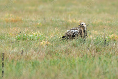 a Buzzard sits on a green meadow in summer