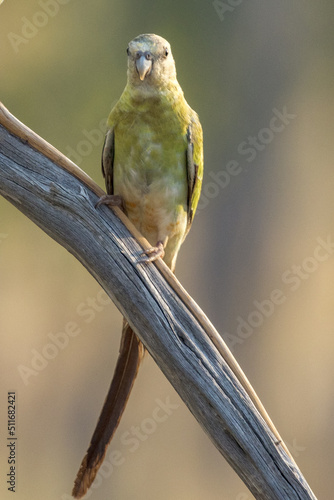 Golden-shouldered Parrot in Queensland Australia photo