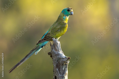 Golden-shouldered Parrot in Queensland Australia photo