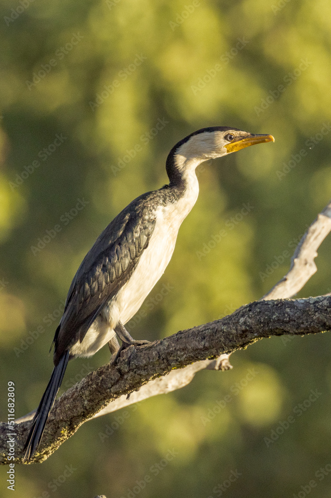 Obraz premium Little Pied Cormorant in Queensland Australia