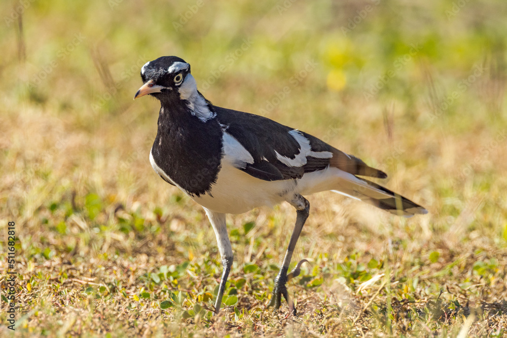 Magpie Lark in Queensland Australia Magpie Lark in Queensland Australia