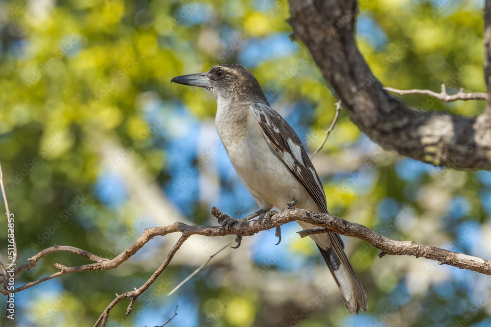 Pied Butcherbird in Queensland Australia Pied Butcherbird in Queensland Australia