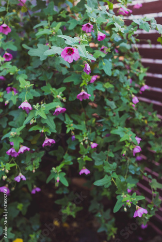 pink hibiscus plant outdoor with plenty of flowers in sunny backyard