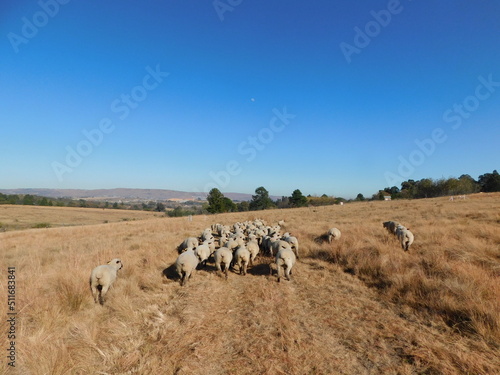 A herd of Hampshire Down sheep walking through a golden winter's grass field with green Pine Trees in the distance under a blue sky