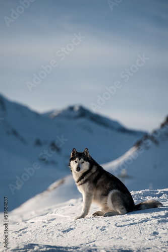 Husky portrait with village and mountains in background