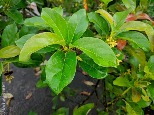 Wallpaper Mural green avocado leaves Torontodigital.ca