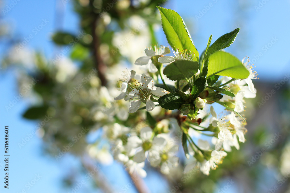 Obraz premium a branch of an apple tree on a flower with white flowers and green leaves in the spring