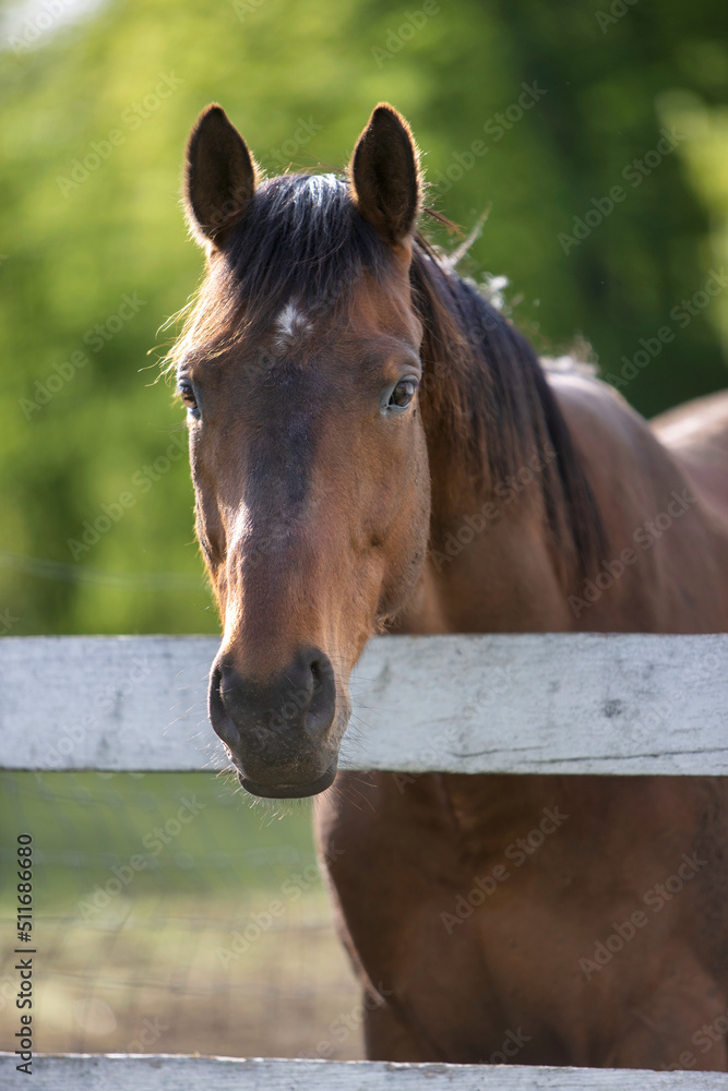 Naklejka premium portrait of a horse