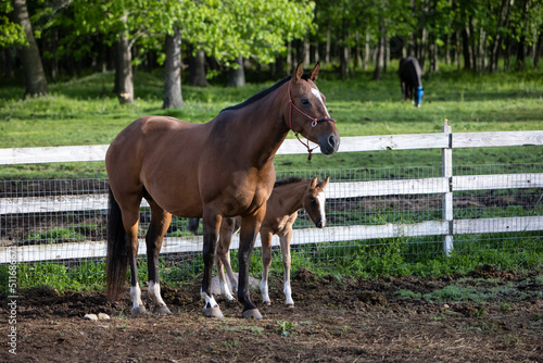 Mare and foal standing together at a horse farm.