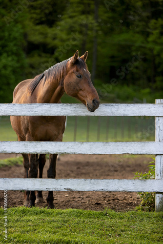 Portrait of a horse at a fence.