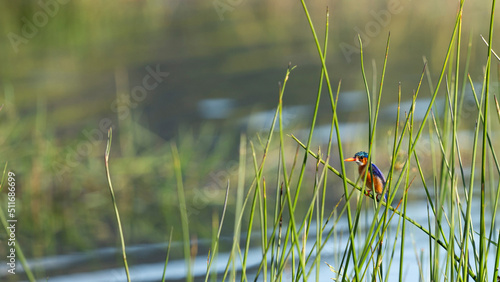 Malachite Kingfisher ( Alcedo semitorquata) Pilanesberg Nature Reserve, South Africa photo