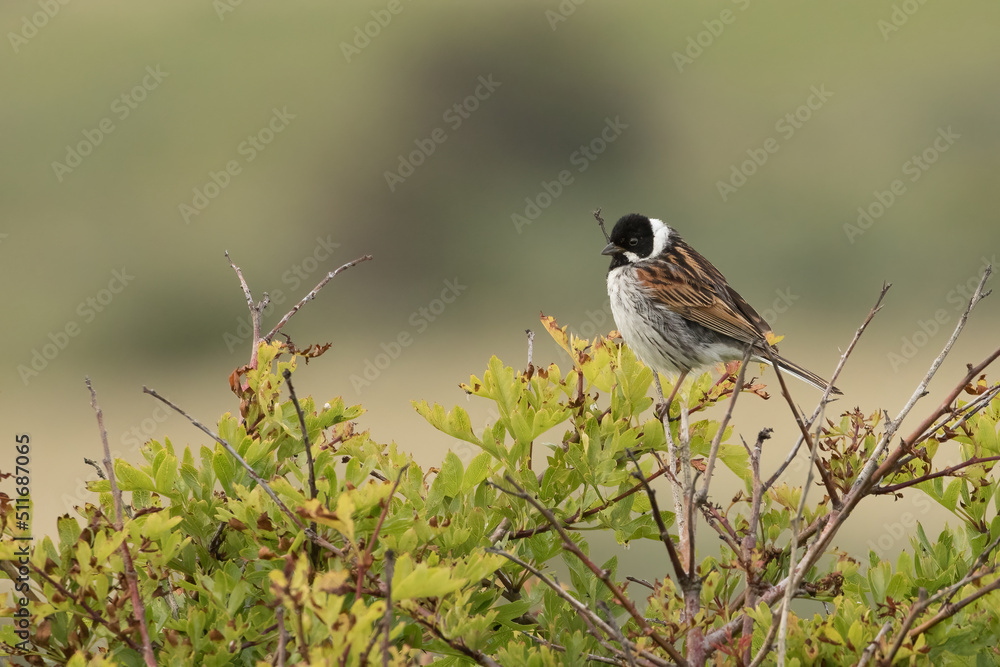 Fototapeta premium Reed Bunting (Emberiza schoeniclus)