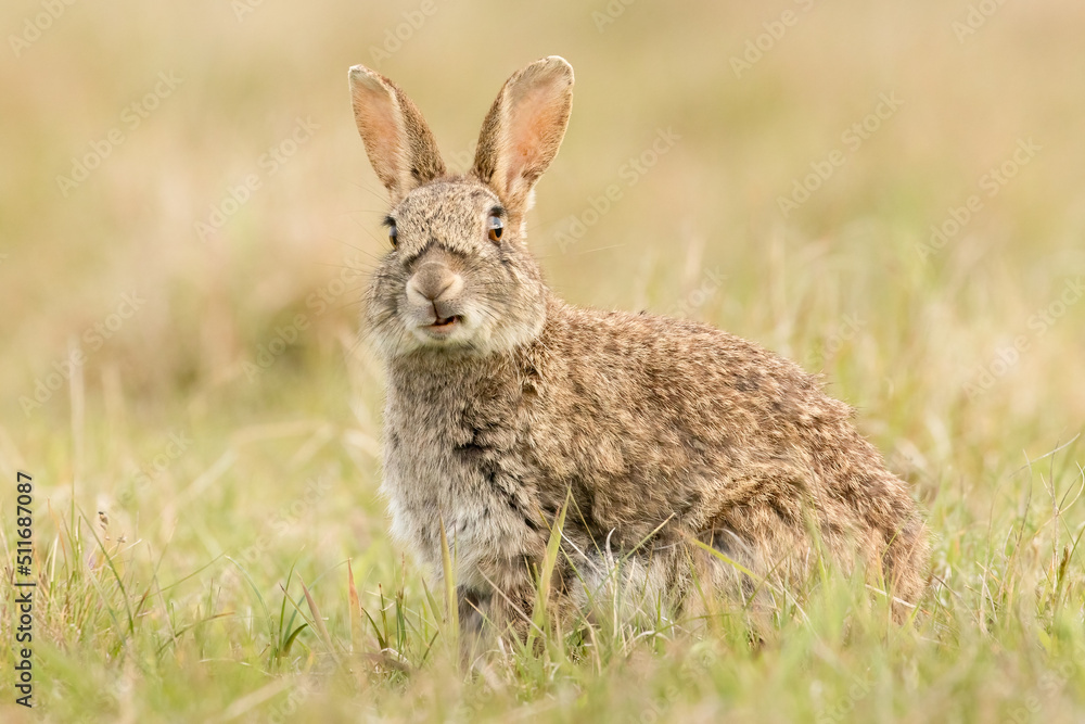 Rabbit (Oryctolagus cuniculus) Rabbit (Oryctolagus cuniculus)
