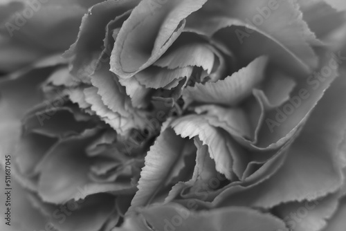 close up of a rose in black and white 