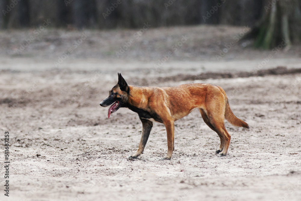 Belgian shepherd malinois dog playing with frisbee disc in the forest Belgian shepherd malinois dog playing with frisbee disc in the forest