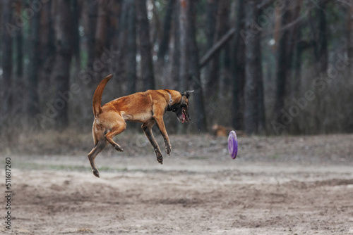 Fototapeta Naklejka Na Ścianę i Meble -  Belgian shepherd malinois dog playing with frisbee disc in the forest