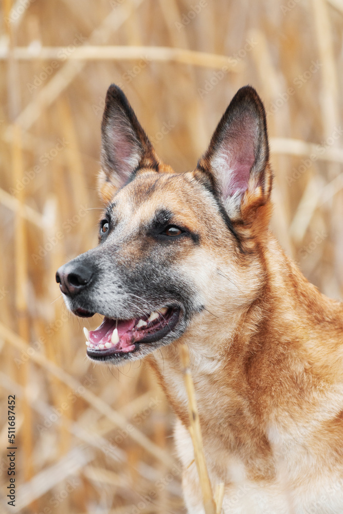Ginger mix breed dog portrait in the field Ginger mix breed dog portrait in the field
