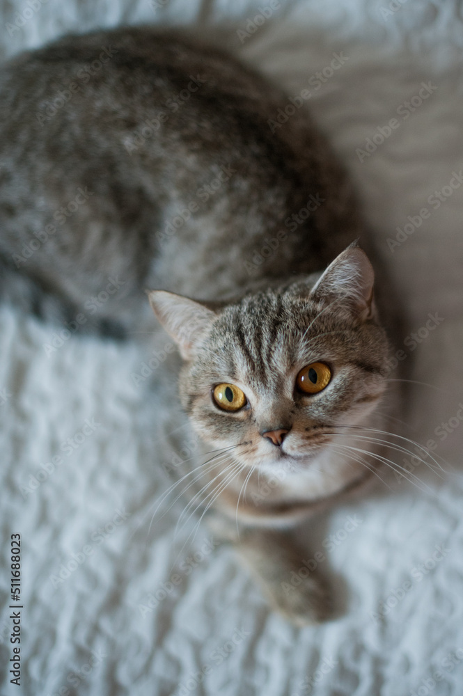 British Shorthair cat with yellow eyes lying on the bed