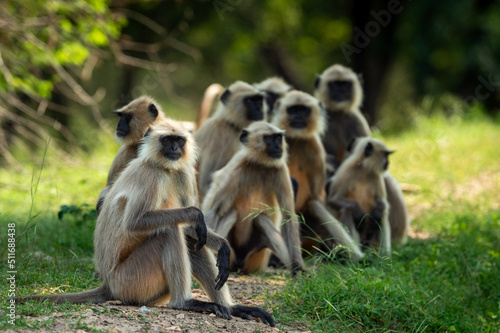 Gray or Hanuman langurs or indian langur or monkey family or group during outdoor jungle safari at ranthambore national park or tiger reserve forest rajasthan india - Semnopithecus photo