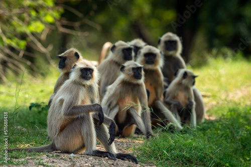 Gray or Hanuman langurs or indian langur or monkey family or group during outdoor jungle safari at ranthambore national park or tiger reserve forest rajasthan india - Semnopithecus