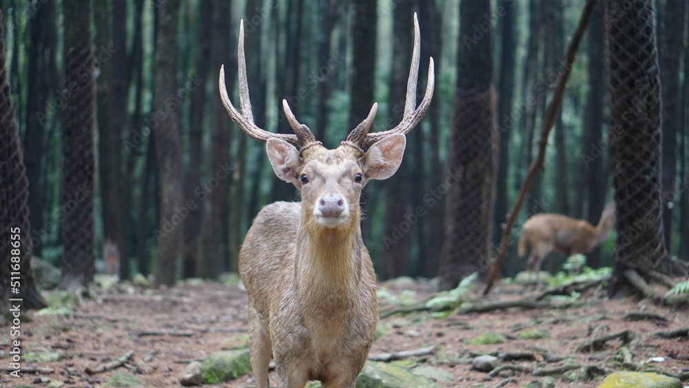 deer in the forest