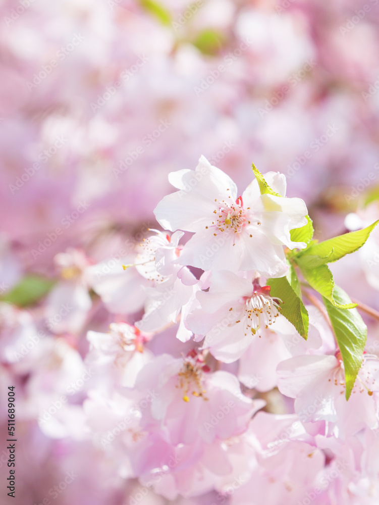 Spring, beautiful cherry blossoms with bright peach color