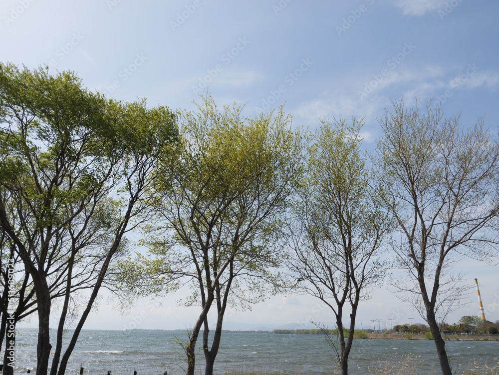 A tree growing near a large lake on a sunny spring day A tree growing near a large lake on a sunny spring day